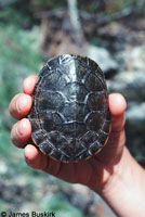 Western Pond Turtle