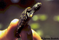 Western Pond Turtle