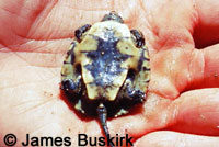 Western Pond Turtle