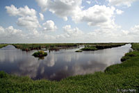 Western Cottonmouth Habitat