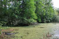 Florida Softshell habitat