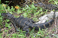 alligator