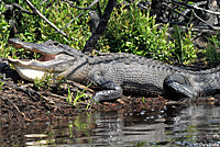 alligator