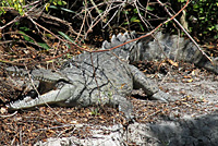 crocodile