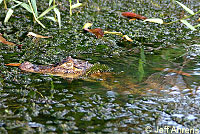 caiman