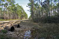 Eastern Cricket Frog habitat