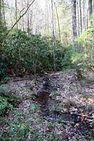 Eastern American Toad habitat
