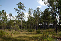 East Texas Toad habitat