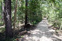 East Texas Toad habitat