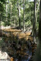 East Texas Toad habitat