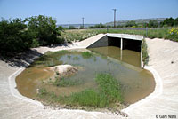 Red-spotted Toad habitat