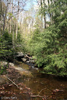 Pickerel Frog habitat