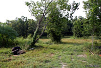 Rio Grande Chirping Frog habitat