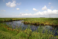 Green Treefrog habitat