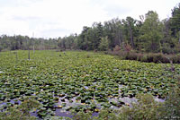 American Bullfrog habitat