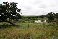 Green Treefrog habitat