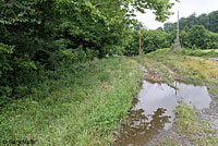 Gray Treefrog habitat