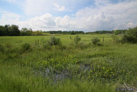 Squirrel Treefrog habitat