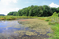 Eastern Painted Turtle Habitat