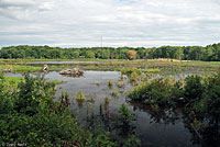 Eastern Painted Turtle Habitat