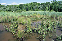 Green Frog habitat