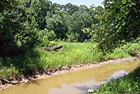 Pickerel Frog habitat