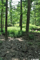 Eastern American Toad habitat