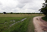 Spotted Chorus Frog habitat