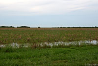 Spotted Chorus Frog habitat