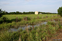 Spotted Chorus Frog habitat