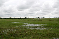 Spotted Chorus Frog habitat