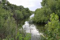 Pig Frog habitat