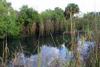 Pig Frog habitat
