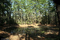 Houston Toad habitat