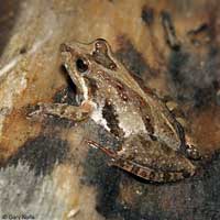 Eastern Cricket Frog