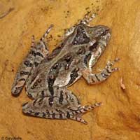 Eastern Cricket Frog