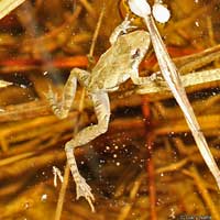 Eastern Cricket Frog