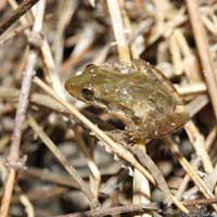 Eastern Cricket Frog
