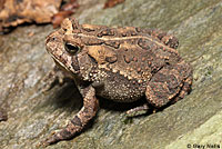 Eastern American Toad