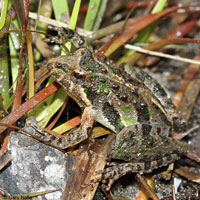 Florida Cricket Frog