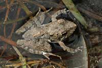 Florida Cricket Frog