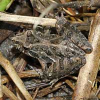Florida Cricket Frog