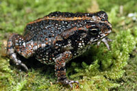 Eastern American Toad