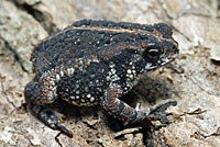 Eastern American Toad