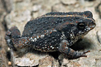 Eastern American Toad