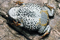 Eastern American Toad