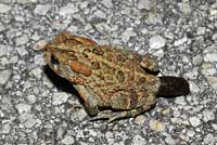 toad
