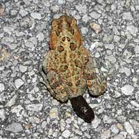 toad