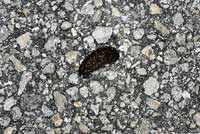 toad