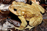 Eastern American Toad